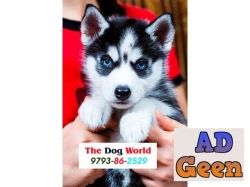 Siberian Husky Healthy Puppies available Blue Eyes 9793862529